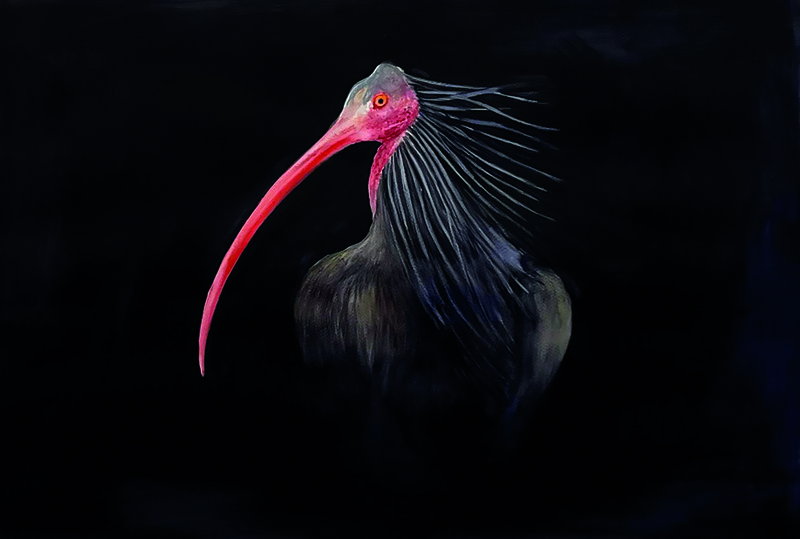 Ibis