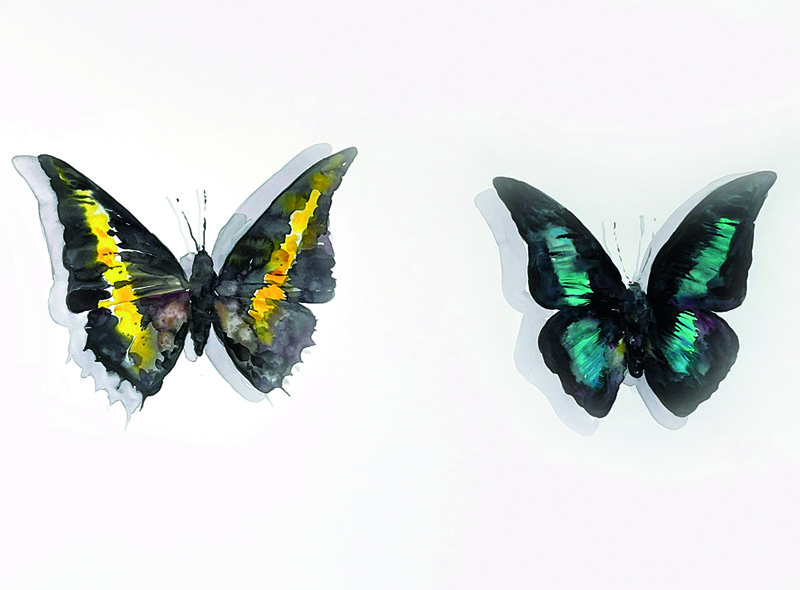 Mariposas