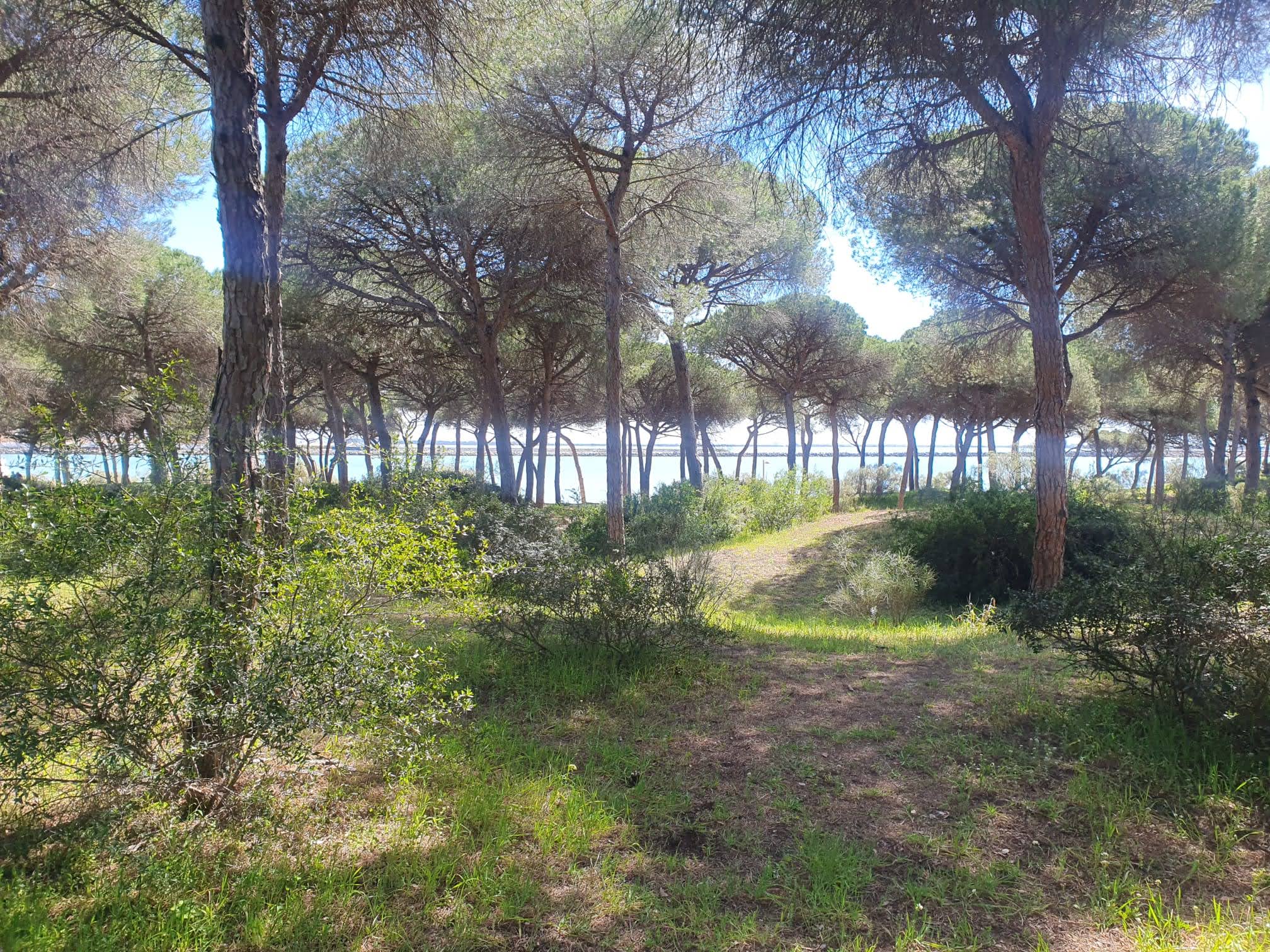 Dunas de San Antón - El Puerto  (102)