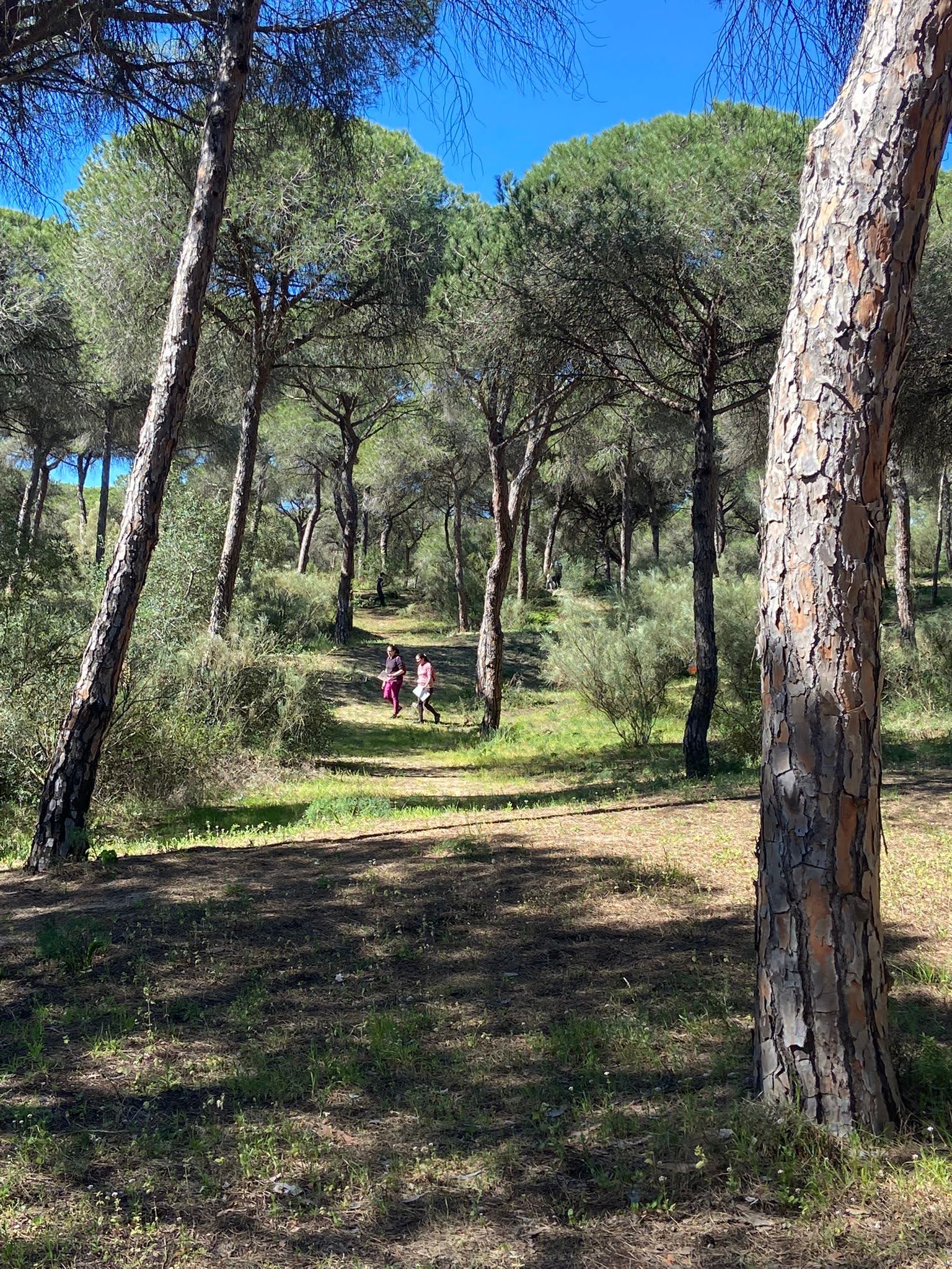 Dunas de San Antón - El Puerto  (132)