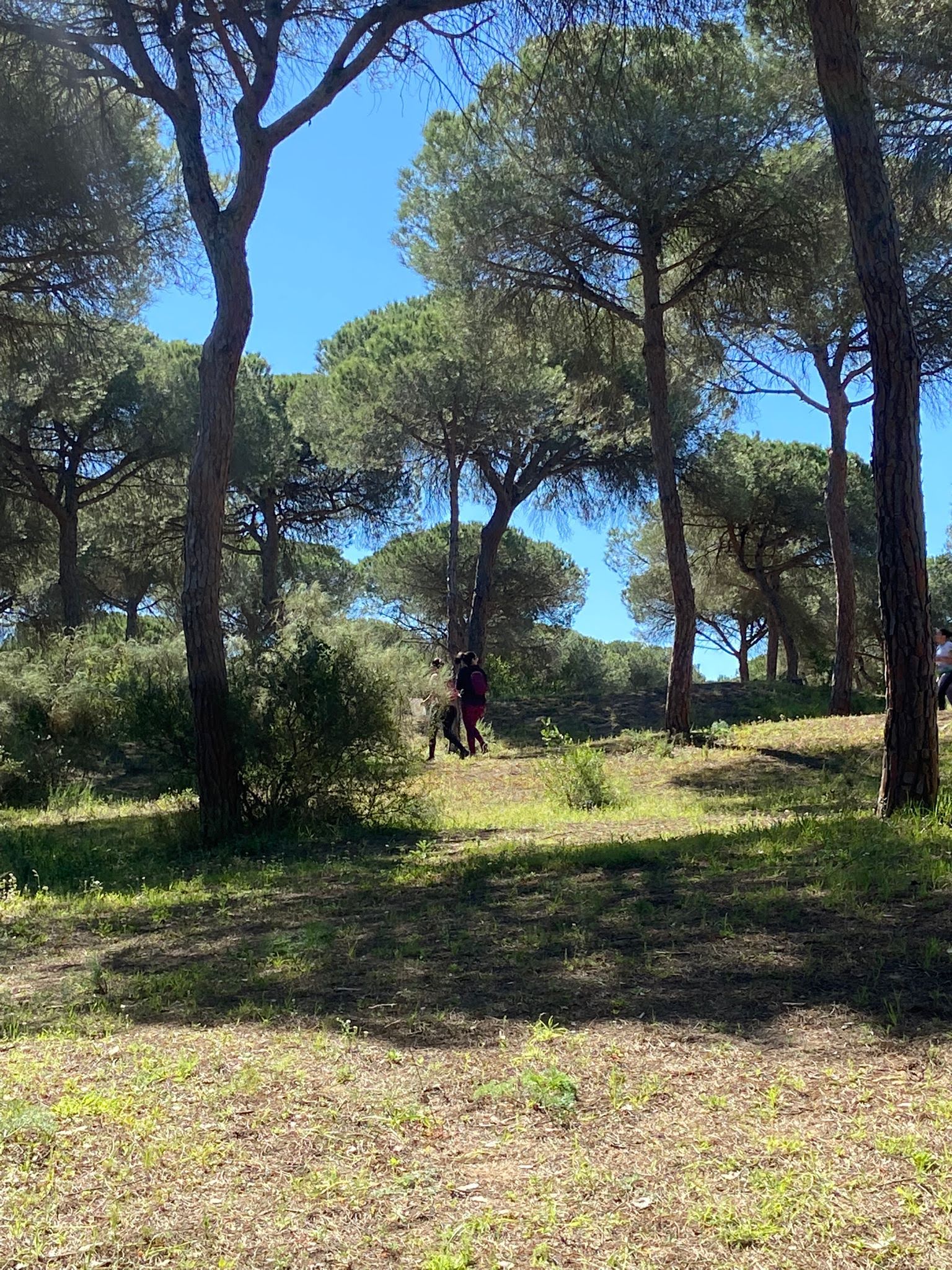 Dunas de San Antón - El Puerto  (134)