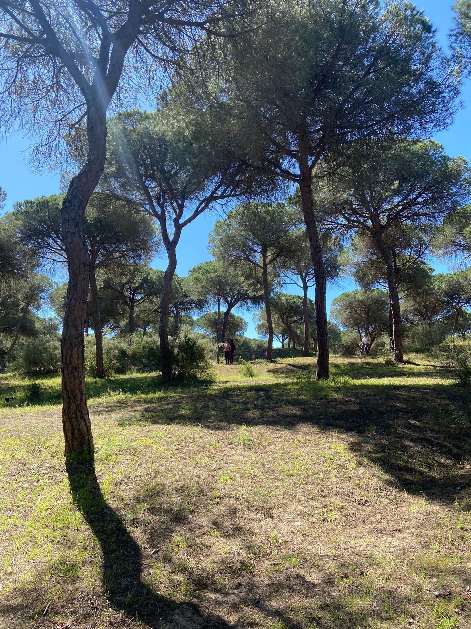 Dunas de San Antón - El Puerto  (135)