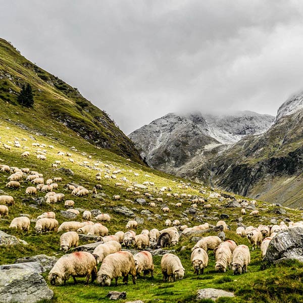 Ovejas en la montaña