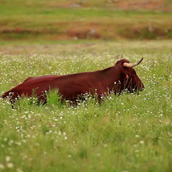 vacas-retintas-cuadrada