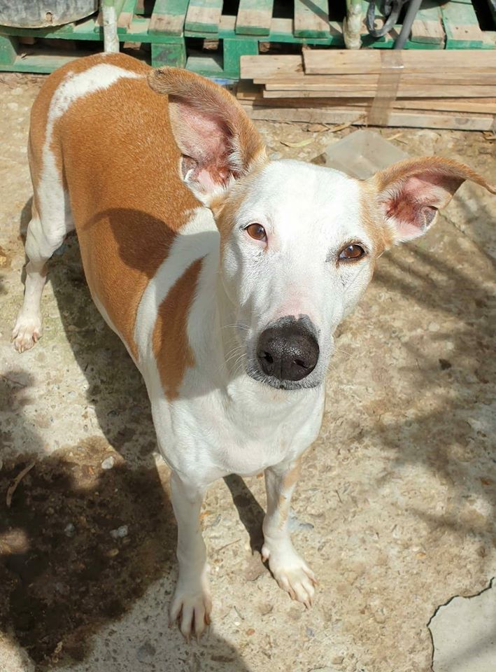 Perro en el centro de Villamartín