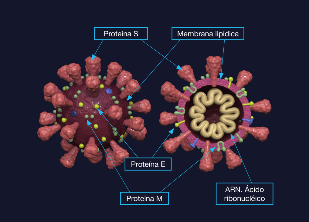 ESTRUCTURA CORONAVIRUS