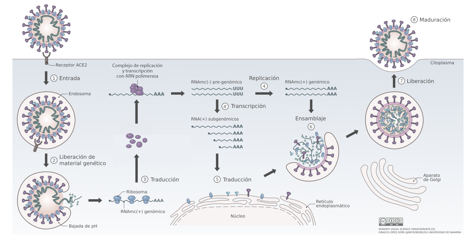 SARS-CoV-2_ciclo