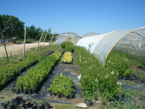 vivero de Villamartin