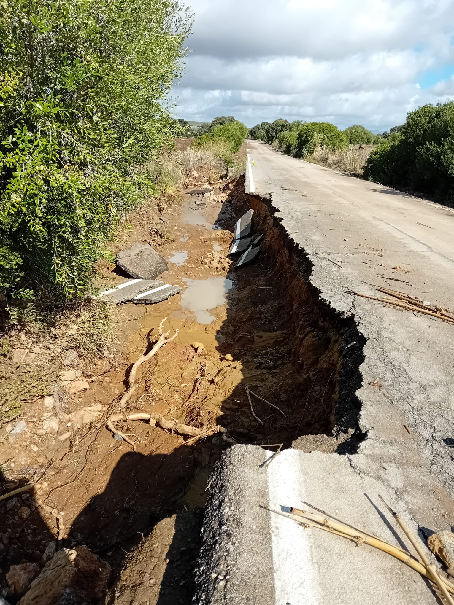 mordiente en la carretera de Sarracin