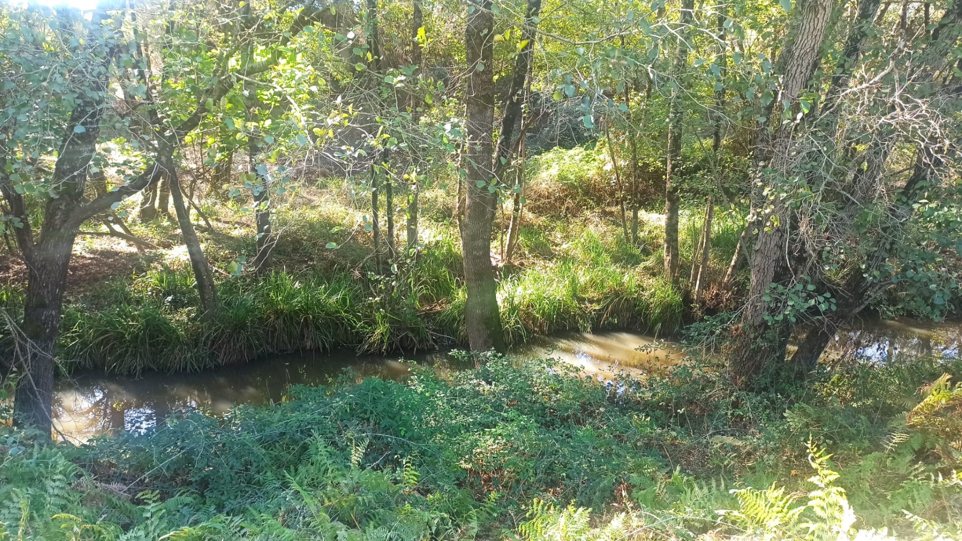 Sendero_mariposa_Monarca_Castellar