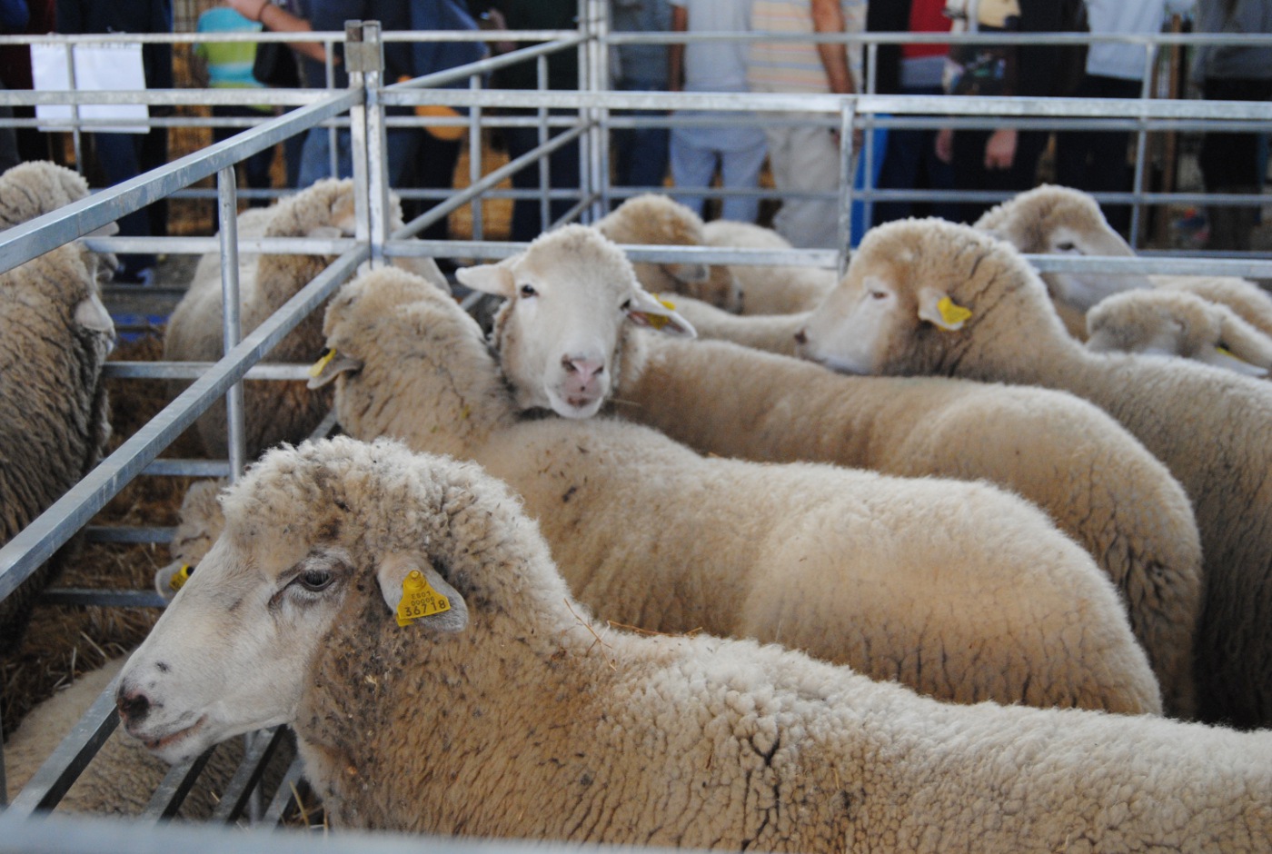 ovejas merinas de Grazalema en Fegasur