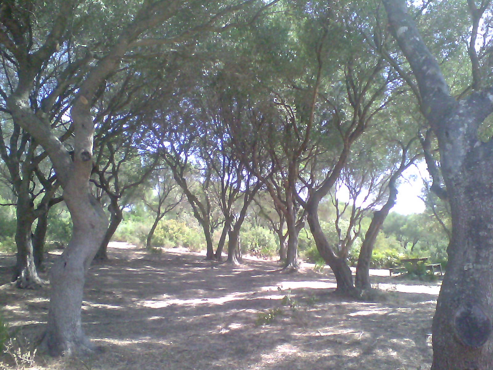 Cortegana4