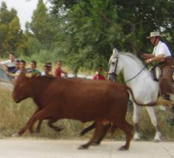 EncierrosCallejeros4