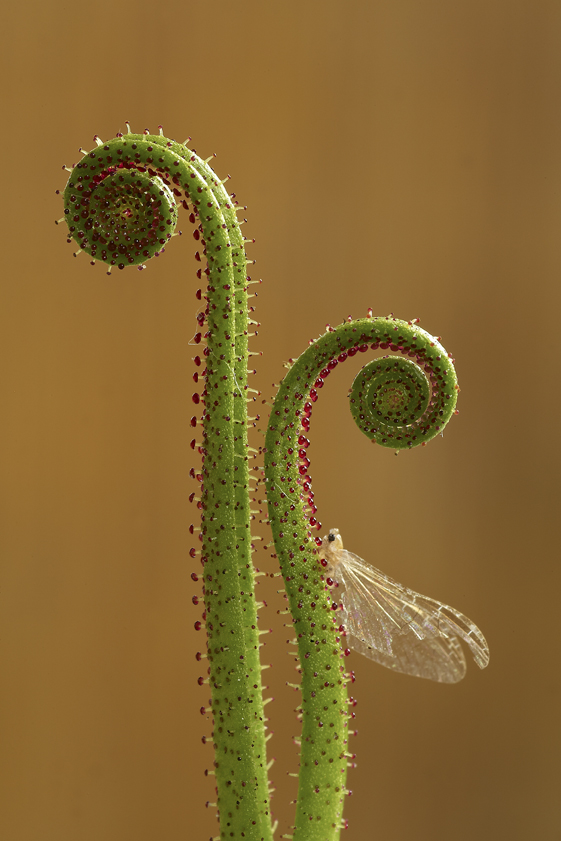 Drosofilum