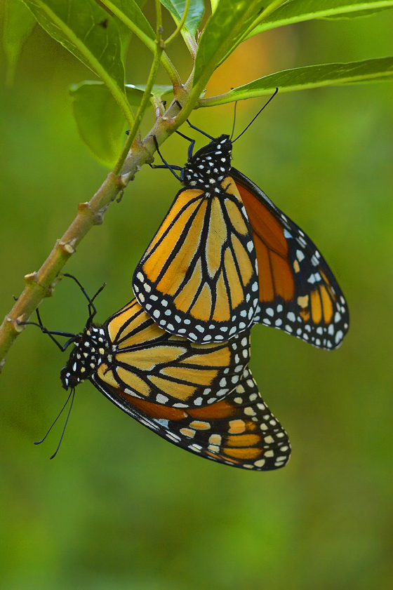 Monara Copula