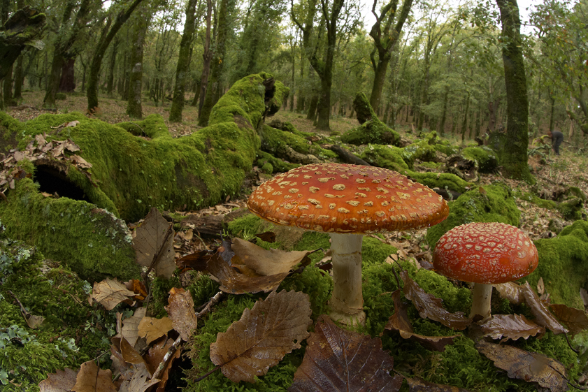 Setas amanitas