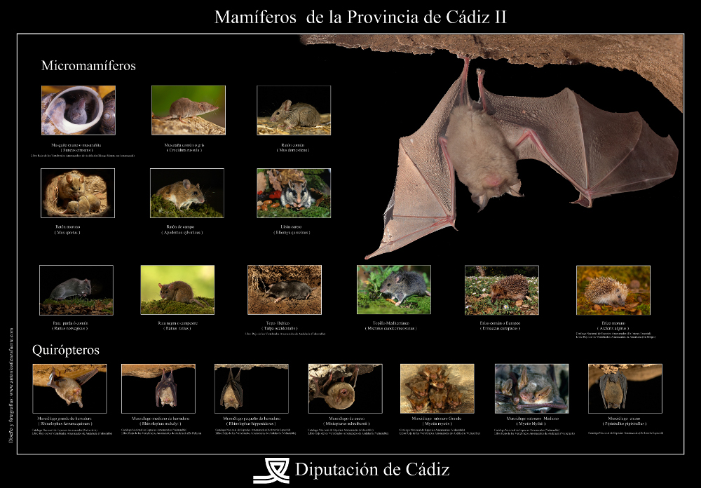 mamiferosII