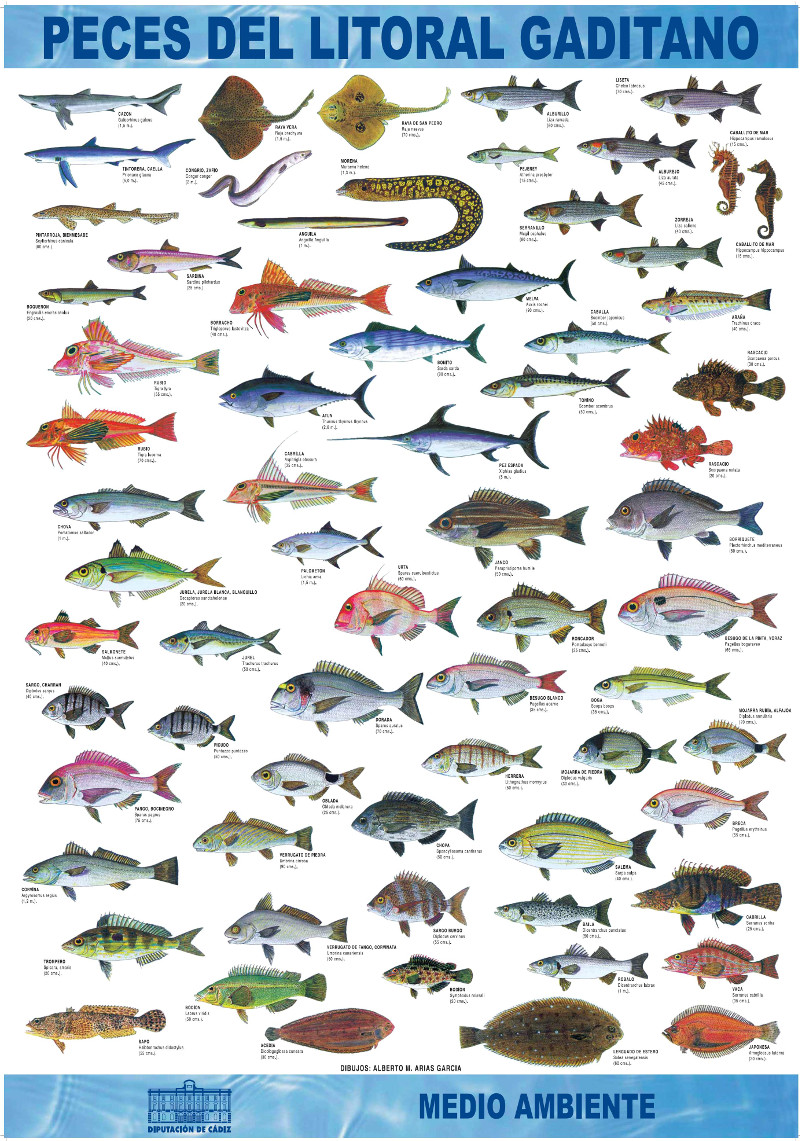 peces