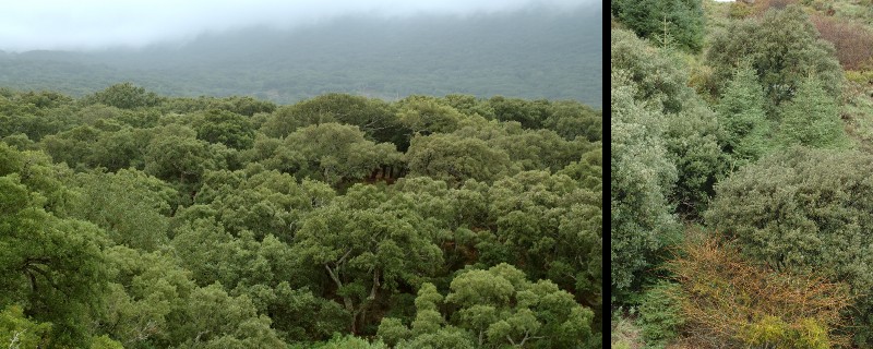 41_Bosque