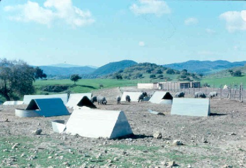 Cabañas de porcinos ibéricos