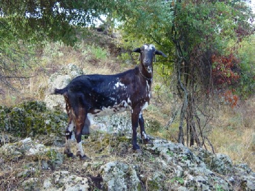 Cabra en piedra