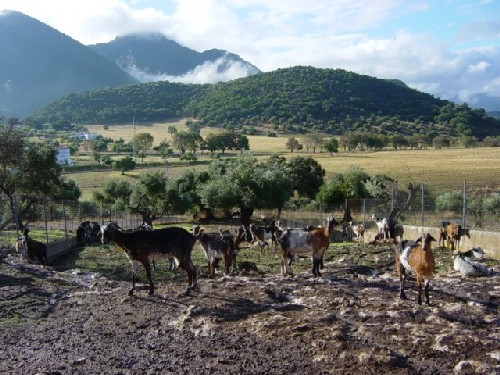 Cabras en corrales