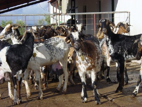 Cabras en preordeño