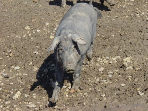 Lechón individual 2002