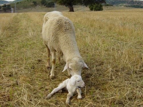 Oveja recien parida