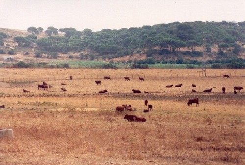 Vacas pastando