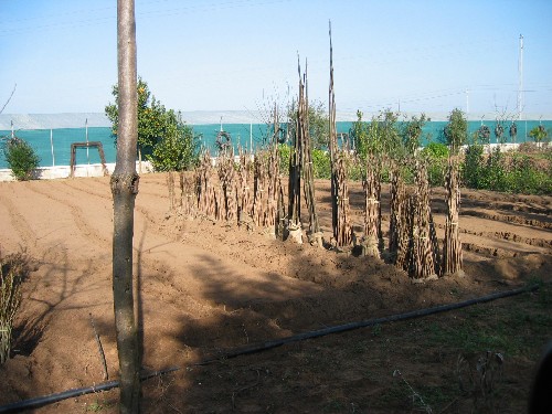 02.semilero arboles de salida a raiz desnuda