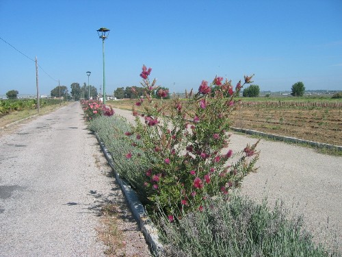 vivero jerez 2