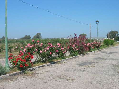 vivero jerez 3