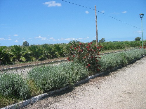 vivero jerez 5