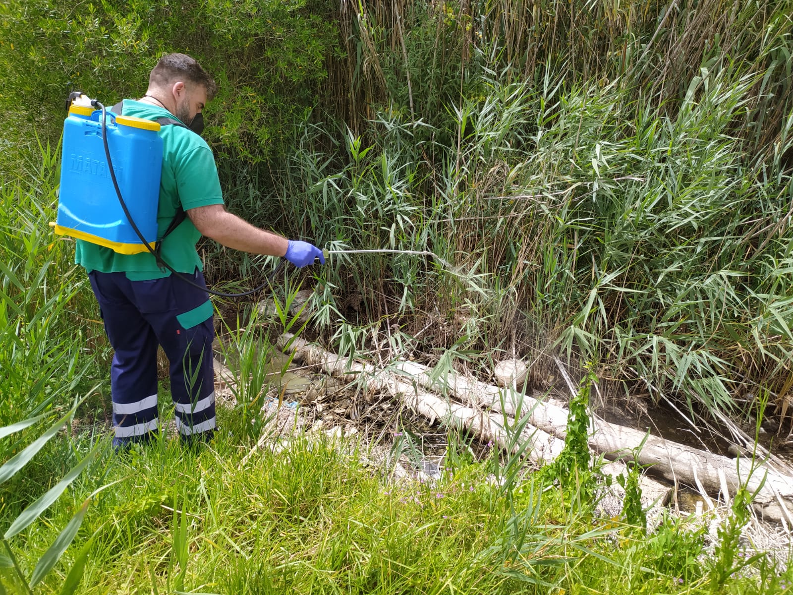 tratamiento frente a larvas de mosquitos en Barbate
